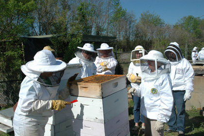 Students Inspecting a Hive